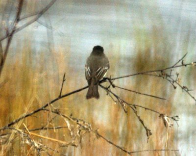110fishhatchery 036blackphoebe.jpg
