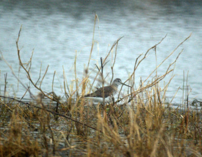 110fishhatchery 039greaterYellowlegs.jpg