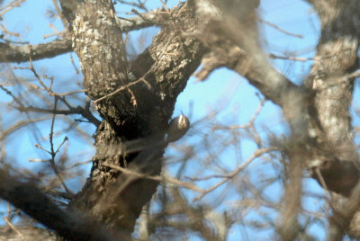 116TOS 046browncreeper.jpg