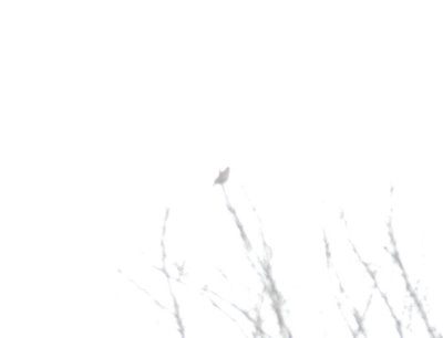 116TOS 088femalePurple Finch lol.jpg