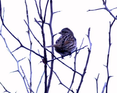 116TOS 158swampSparrow.jpg