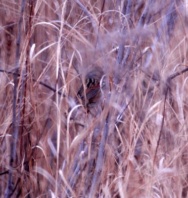 116TOS 166swampsparrow.jpg
