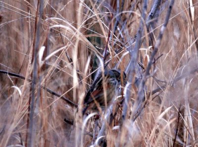 116TOS 170swampSparrow.jpg