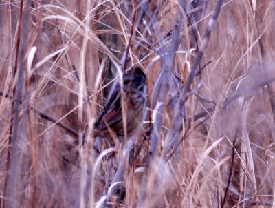 116TOS 171swampSparrow.jpg