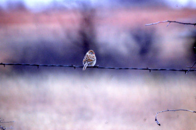 116TOS 276fieldSparrow.jpg