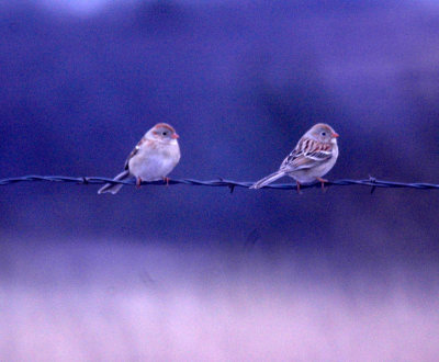 116TOS 277fieldSparrow.jpg