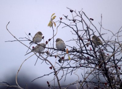 116TOS 281fieldsparrows.jpg