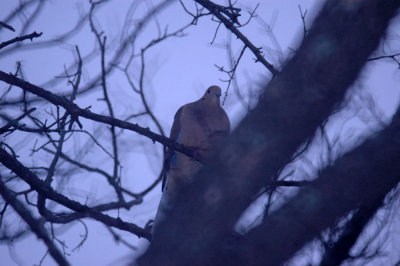 116TOS 327mourningdove.jpg