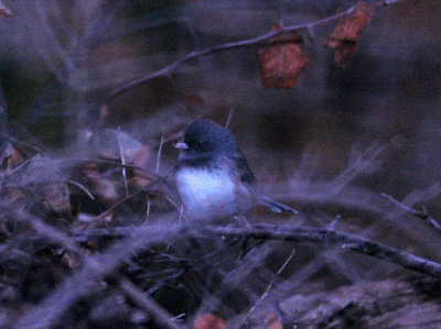 116TOS 330darkeyedJunco.jpg