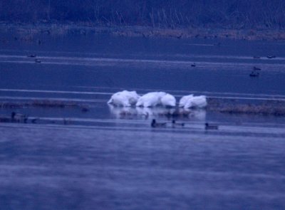 Pelicans