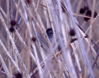 116TOS 361swampSparrow.jpg