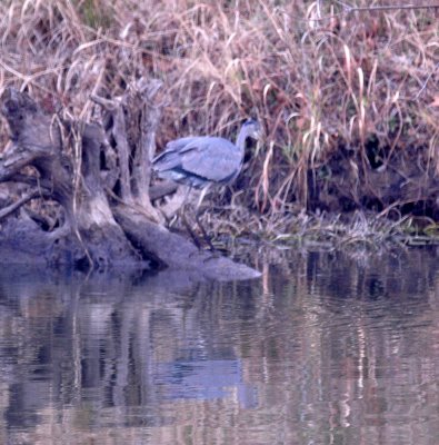 116TOS 367greatBlueHeron.jpg