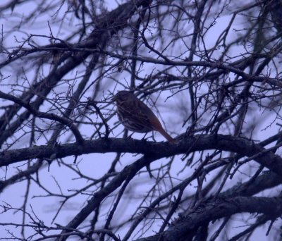 116TOS 390FoxSparrow.jpg