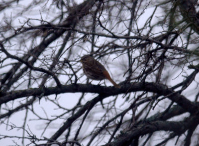 116TOS 391foxSparrow.jpg