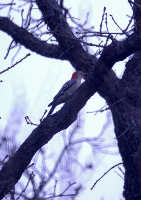 116TOS 397redbelliedWoopecker.jpg