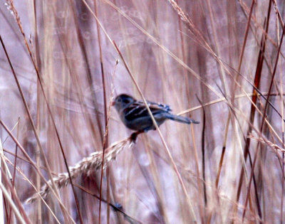 116TOS 401fieldSparrow.jpg