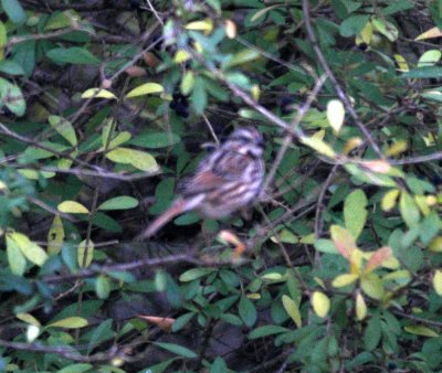 116TOS 412SongSparrow.jpg