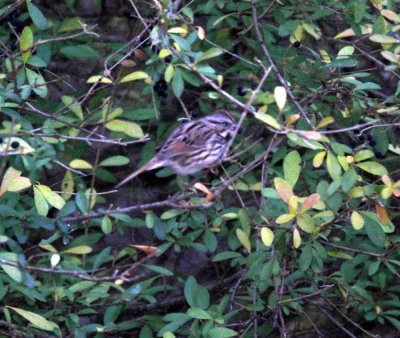 116TOS 413songSparrow.jpg