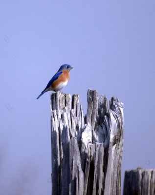 116TOS 428easternBluebird.jpg