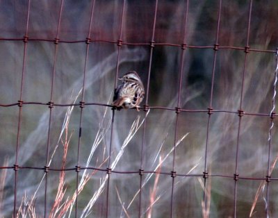 116TOS 431sparrowzzzzzzzzz.jpg