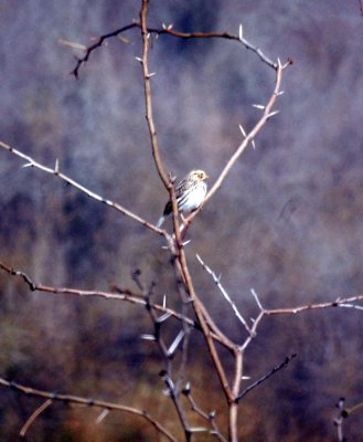 116TOS 436SavannahSparrow.jpg