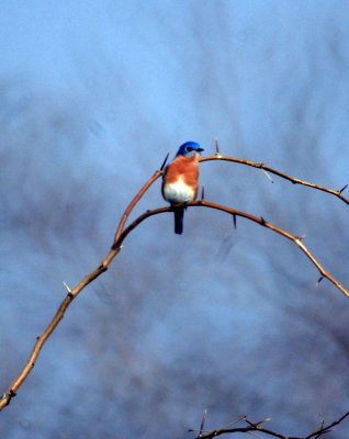 116TOS 437easternBluebird.jpg