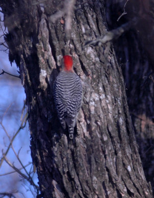 116TOS 440redbellied.jpg