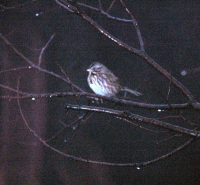 116TOS 462songSparrow.jpg
