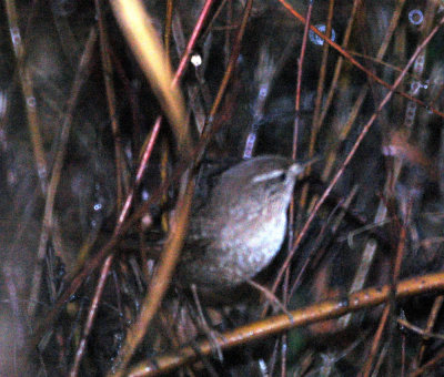 116TOS 488winterWren.jpg