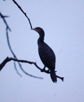 116TOS 496doublecrestedCormorant.jpg