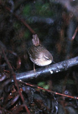 116TOS 504winterWren.jpg