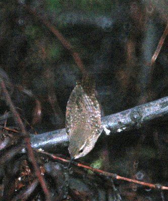 116TOS 505winterWren.jpg