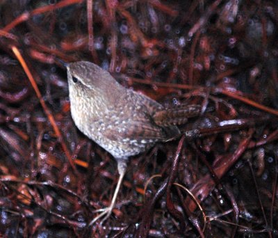 116TOS 511winterWren.jpg