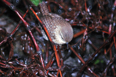 116TOS 514winterWren.jpg