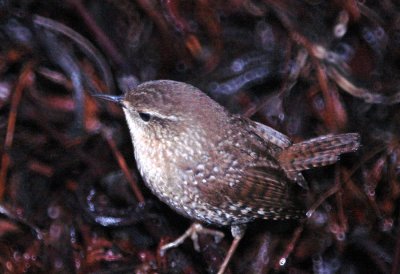 116TOS 519winterWren.jpg