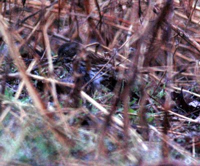 116TOS 562foxSparrow.jpg