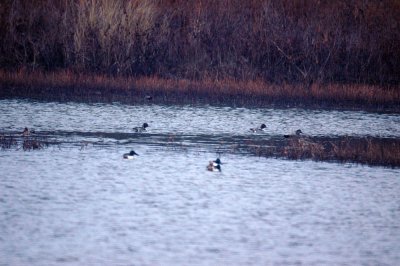 116TOS 588northernPintailShovelers.jpg