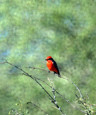 122cooks 020vermilionflycatcher.jpg