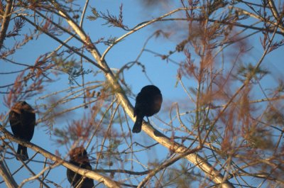 Uvalde County Birds 2011