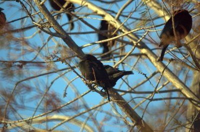 124UvalCou 003bronzedcowbirds.jpg