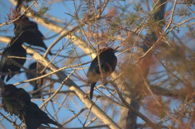 124UvalCou 004bronzedCowbird.jpg