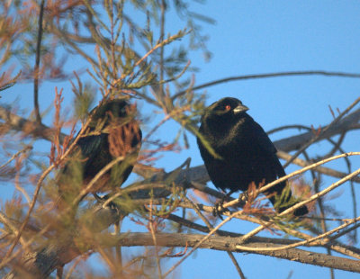 124UvalCou 005bronzedCowbirds.jpg