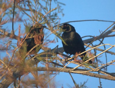 124UvalCou 007bronzedCowbirds.jpg