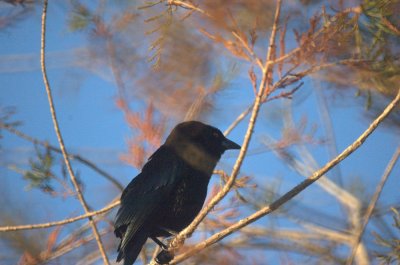 124UvalCou 010bronzedCowbird.jpg