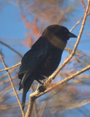 124UvalCou 012bronzedCowbird.jpg