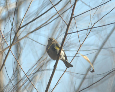 124UvalCou 014yellowrumped.jpg