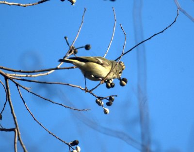124UvalCou 016kinglet.jpg