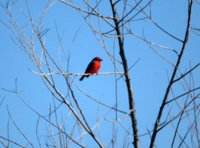 124UvalCou 047vermilionflycatcher.jpg