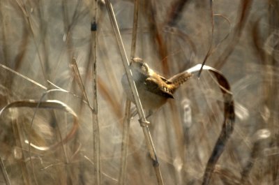124UvalCou 048marshwren.jpg