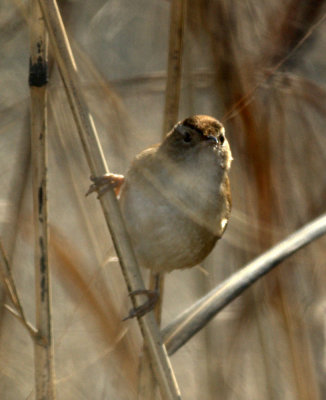124UvalCou 049marshwren.jpg